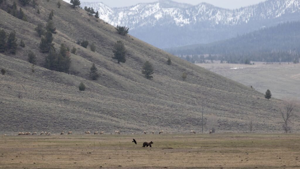 Hunter shoots, kills charging grizz near Island Park; IDFG rules self-defense