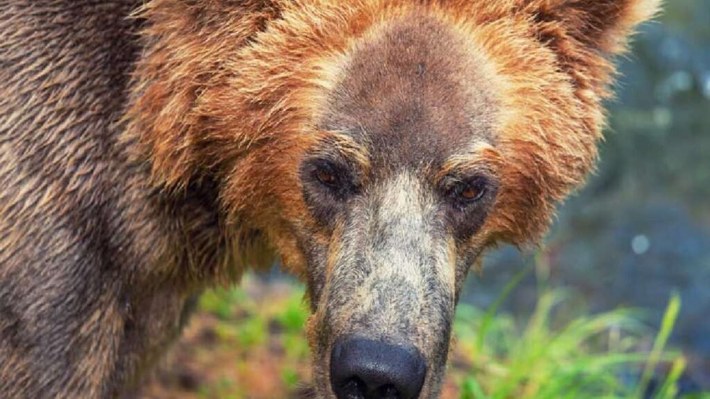 Idaho hunter shoots grizzly bear in self-defense near Island Park, Idaho
