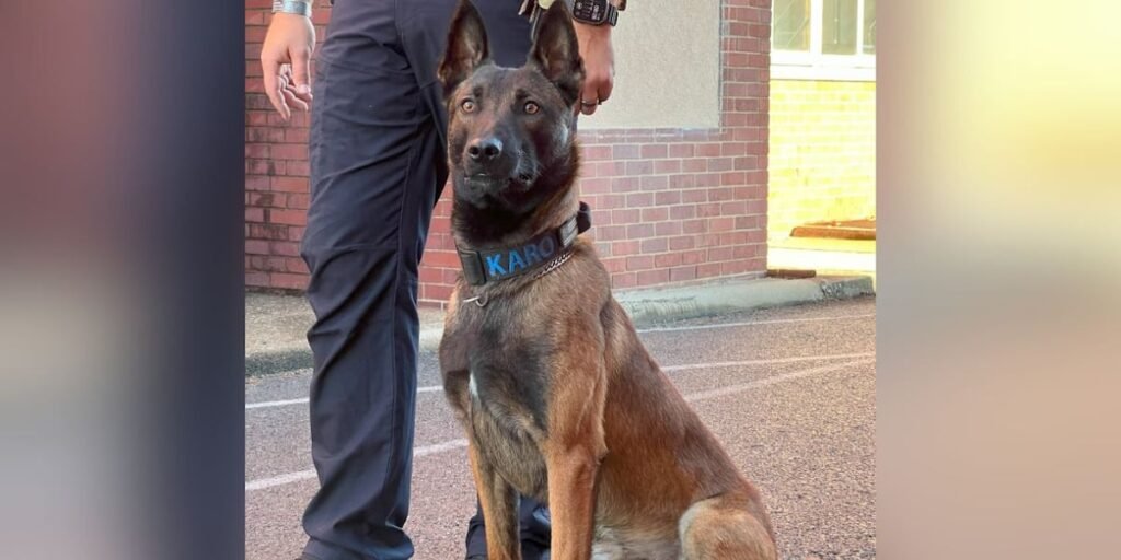 Paducah PD’s K-9 Karo to get body armor donation