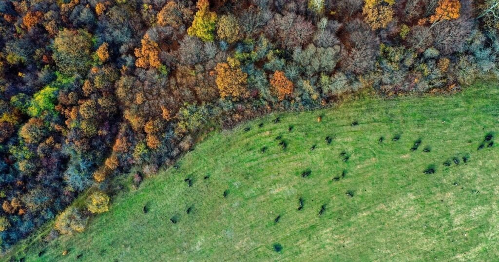 The Green Procurement Playbook: How CPOs can Help CEOs Goals