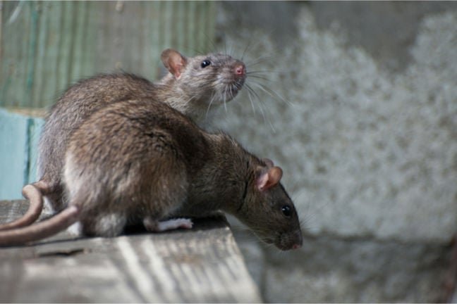Steaelite RAT bundles data theft, ransomware • The Register Steaelite RAT bundles data theft, ransomware • The Register