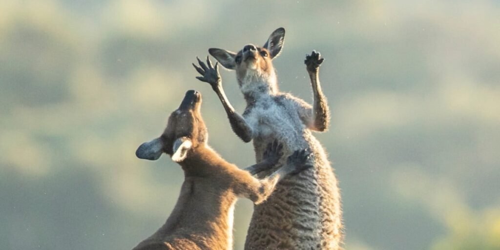 0APT ransomware gang extorts Krybit amid doxxing threat • The Register