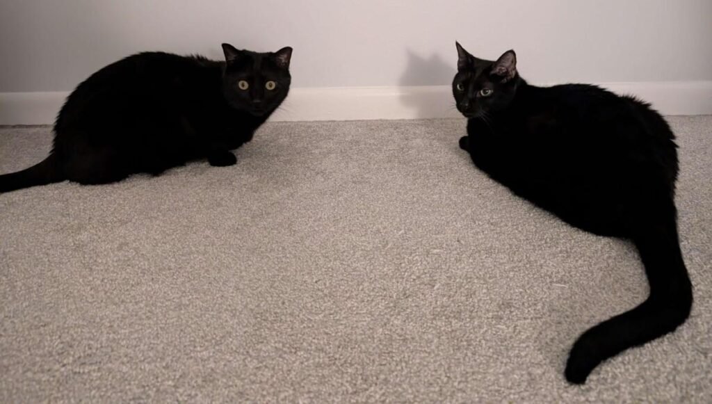 Fireside Friday, April 17, 2026 – A Collection of Unmitigated Pedantry