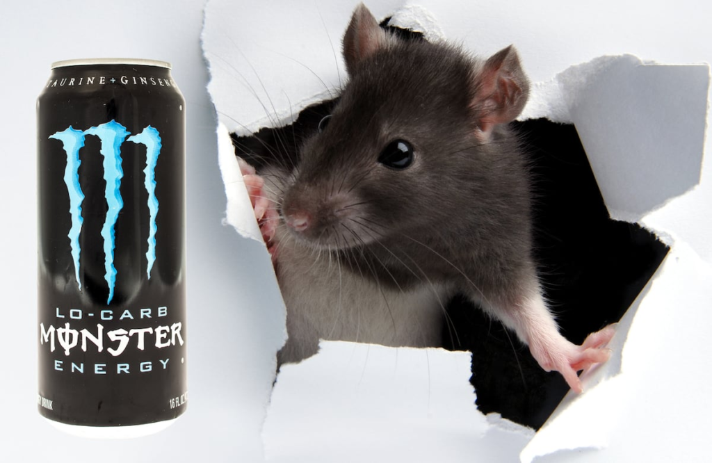 Sailor reportedly finds dead rat in finished energy drink Sailor reportedly finds dead rat in finished energy drink