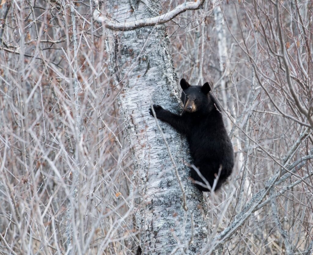 The Alaskan bear necessities: One commissary peach