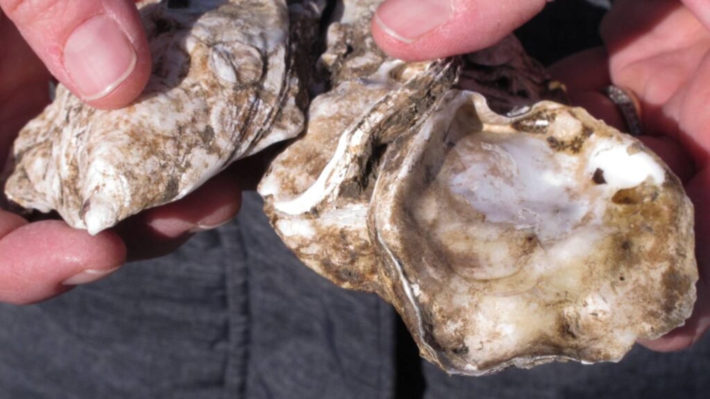 'Bedridden' Marine Veteran Claims Oysters Caused Permanent Brain Injury